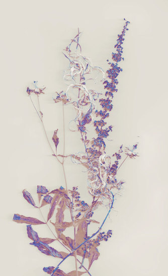 Composition with weeds 1