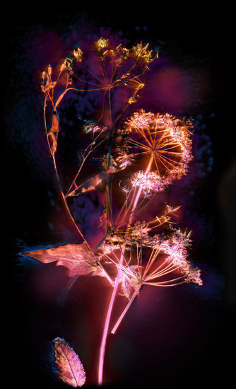 Composition with weeds 6