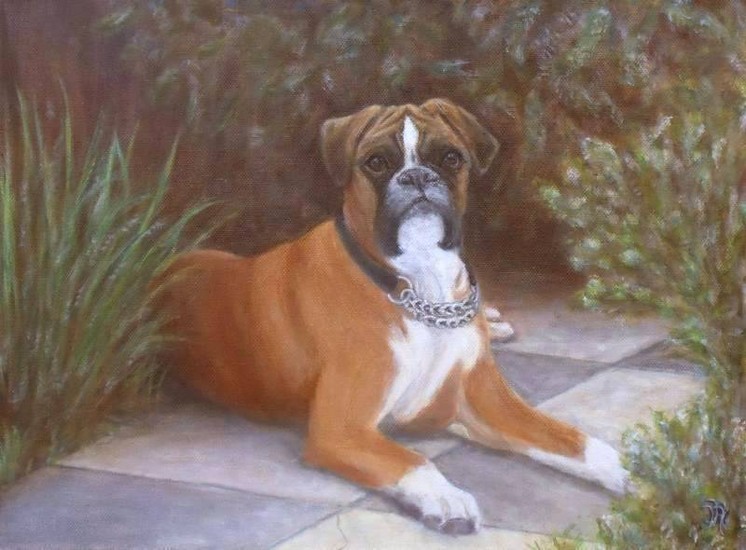 Hond boxer Ids