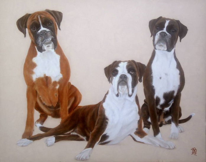 Honden boxers 3 dames
