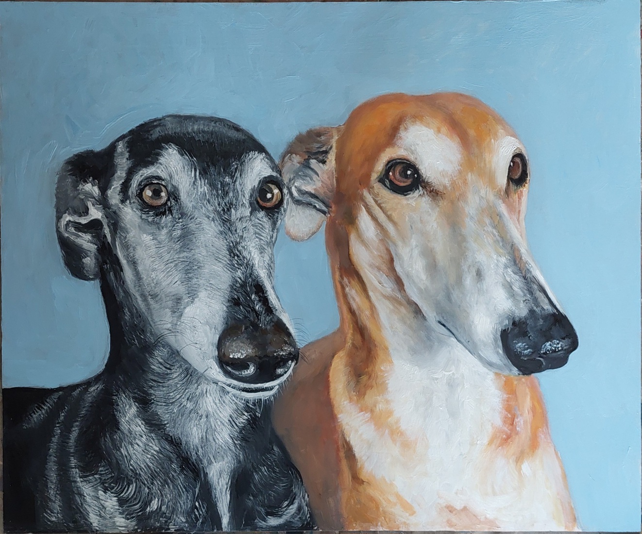 Galgo's