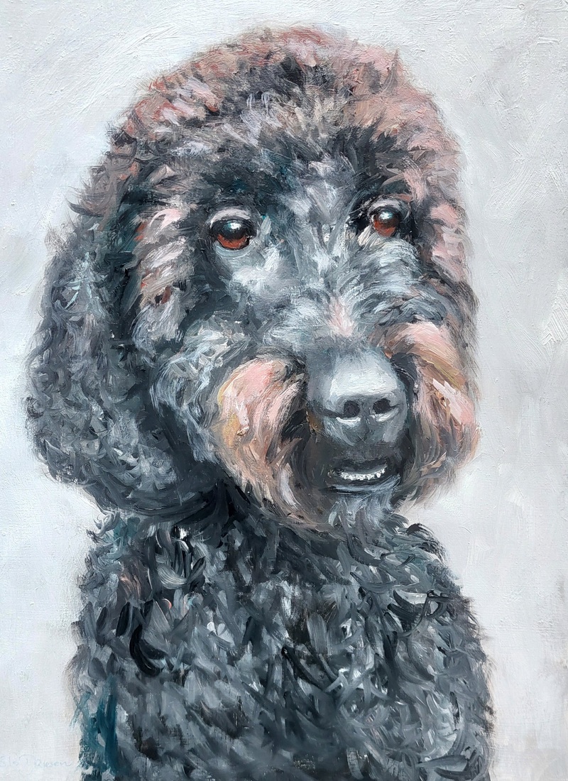 Labradoodle