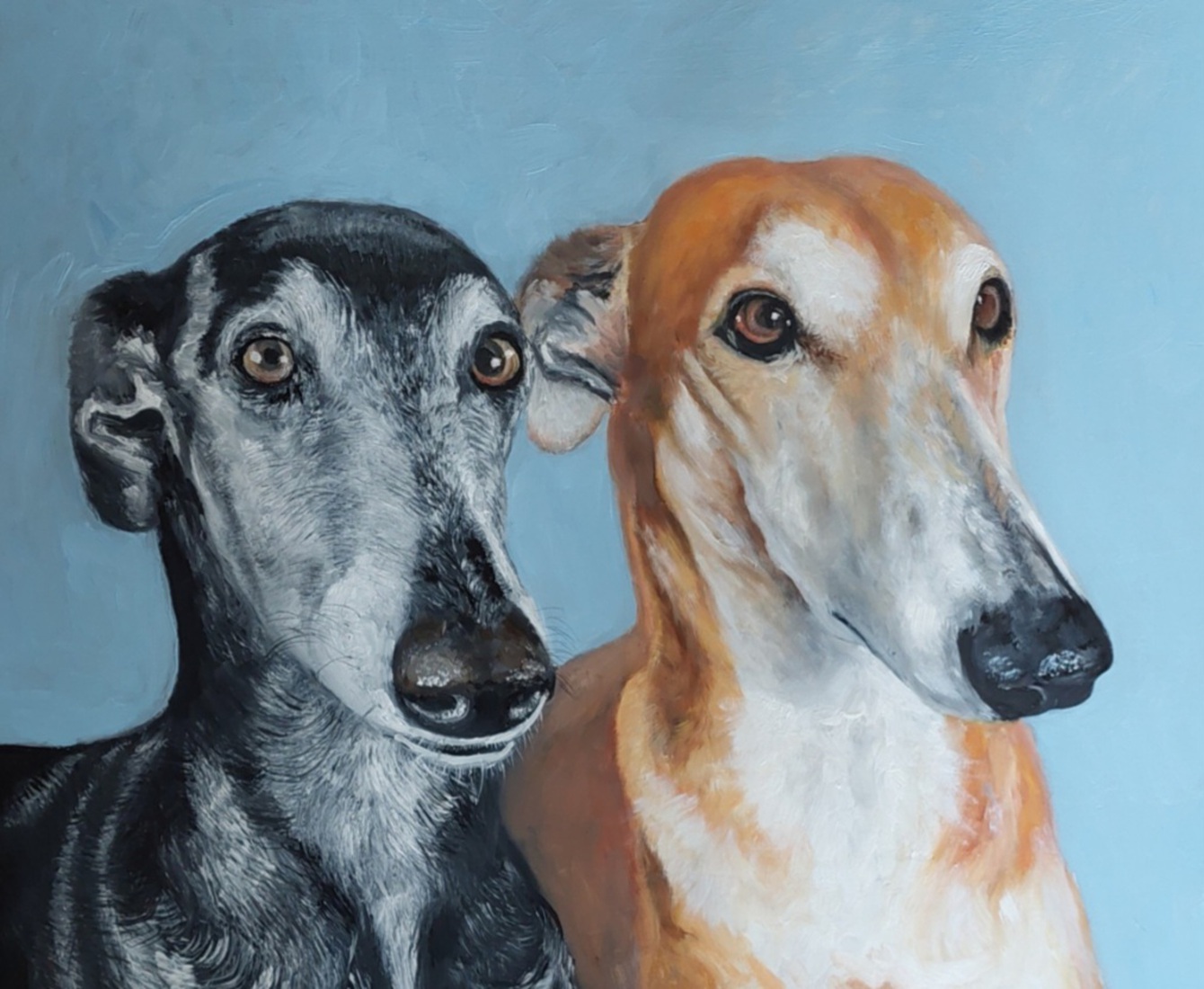 Galgo's