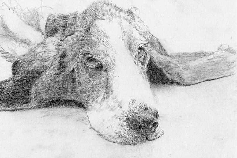 hondje
