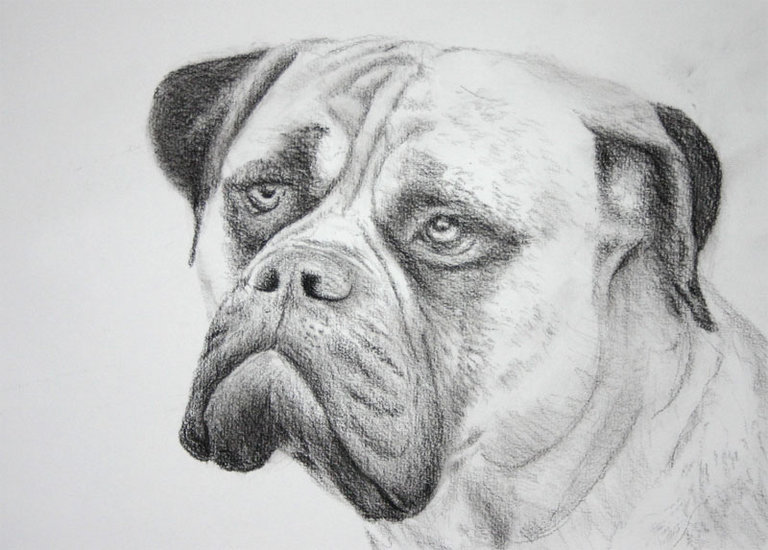 studie hond