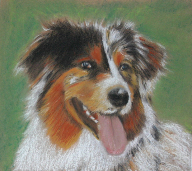 hond