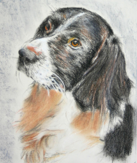 hond 8