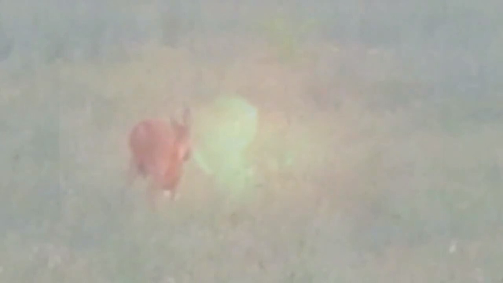 HARVEST of loud colours and silent roe deer