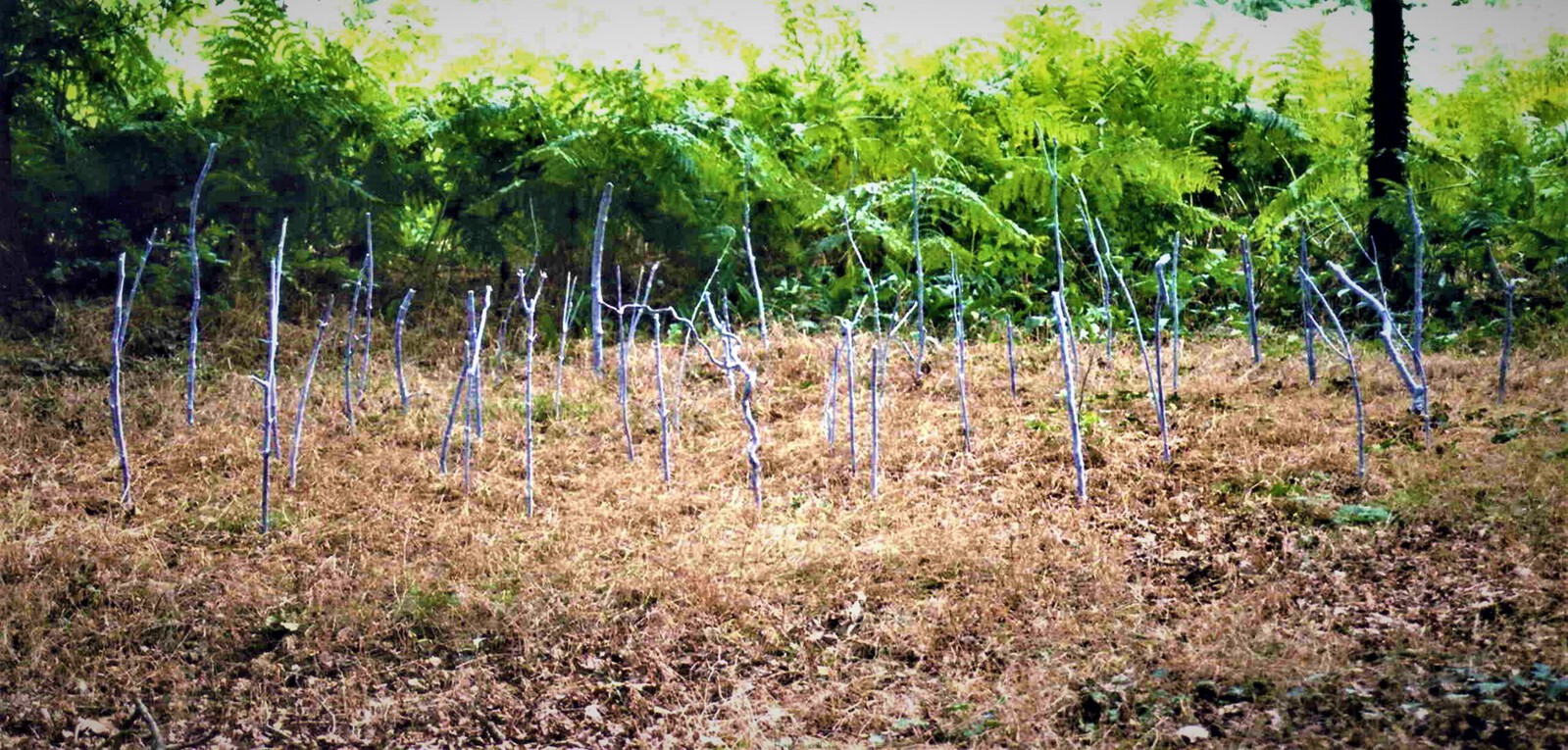 l'Assemblée des arbres voyageurs (de beraadslaging van de reizende bomen)