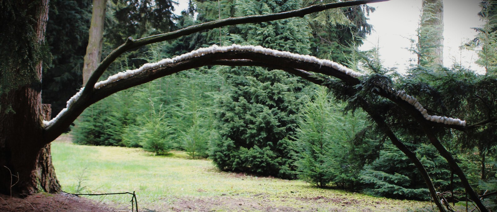 Zachte stappen Stugge paden