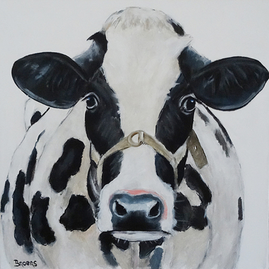 Zwartbonte koe met halster