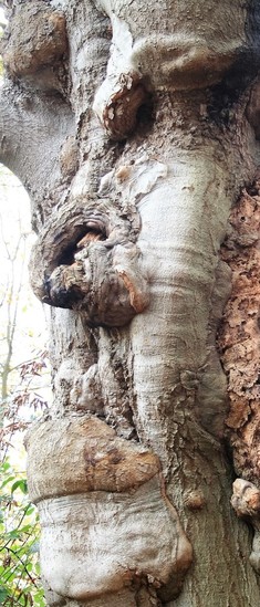 de boom heeft een gezicht