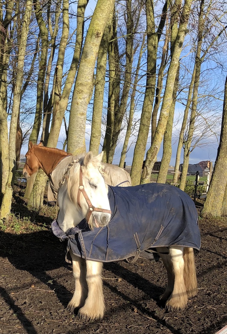Schoonheden in de zon, winter in Friesland 0987