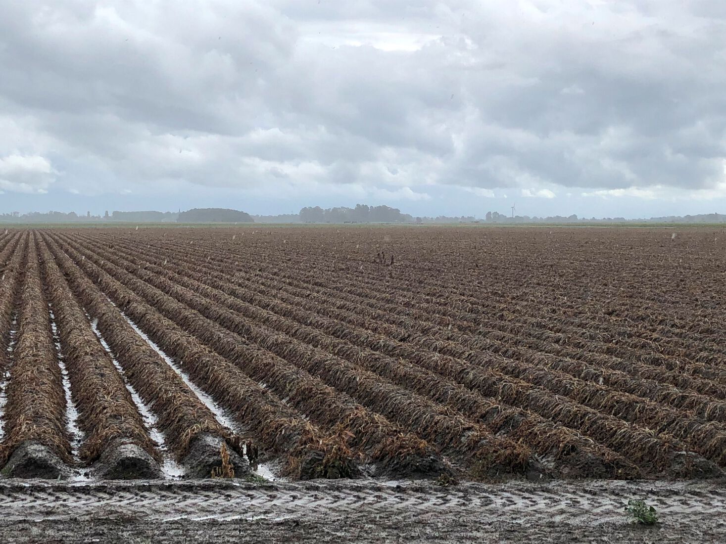 Aardappelveld met een poes-tussen de akkers in Noord-West Friesland