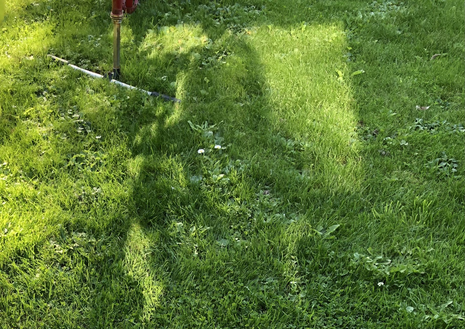 Zelfportret in gras