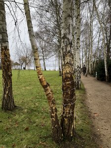 In de tuin van Max Liebermann, 27-12-2025