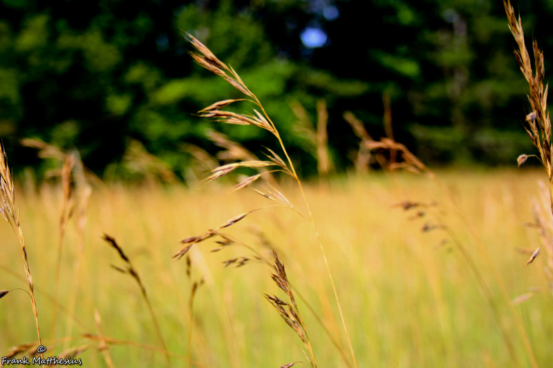 Gras