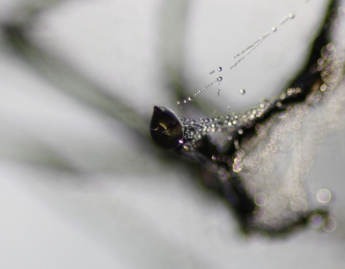 Knop in de mist