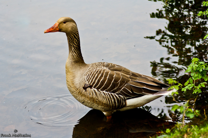Gans