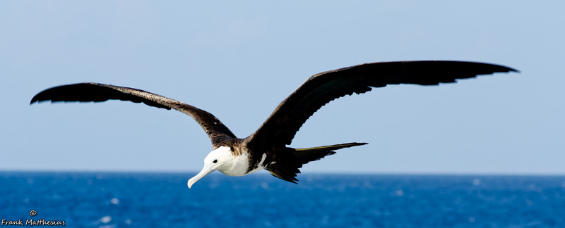 Fregatvogel