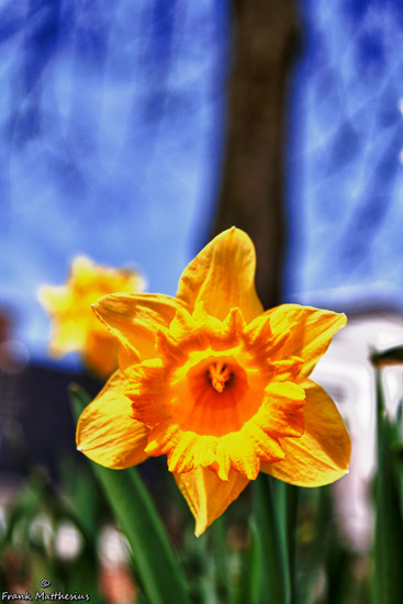 Narcis