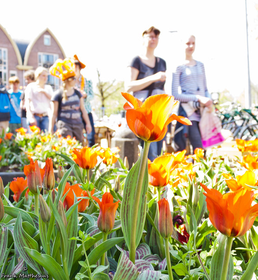 Hoorn-26