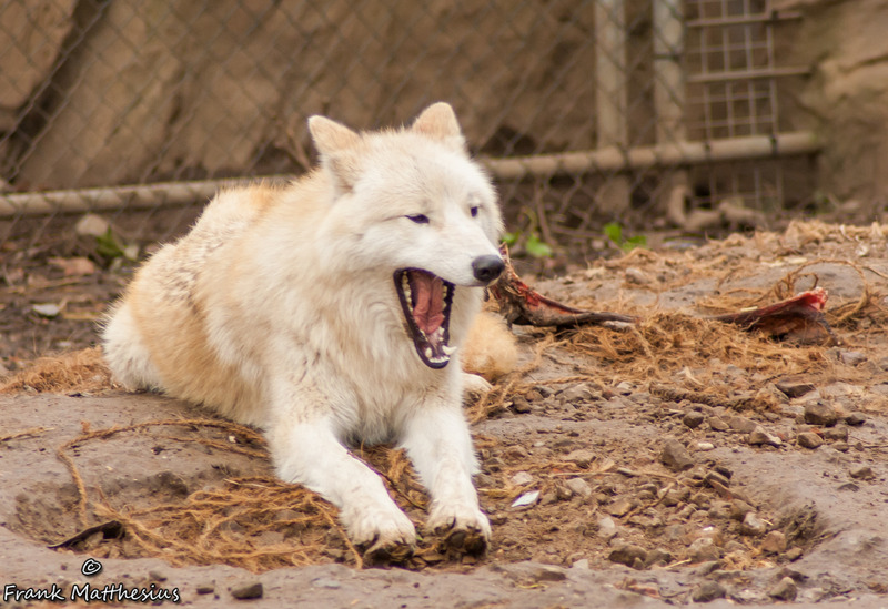 Wolf
