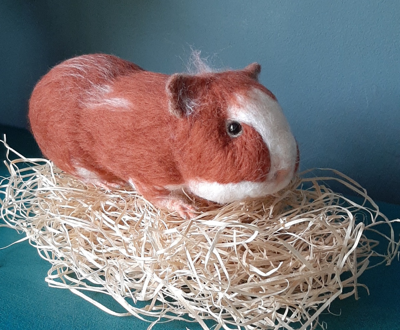 Cavia 