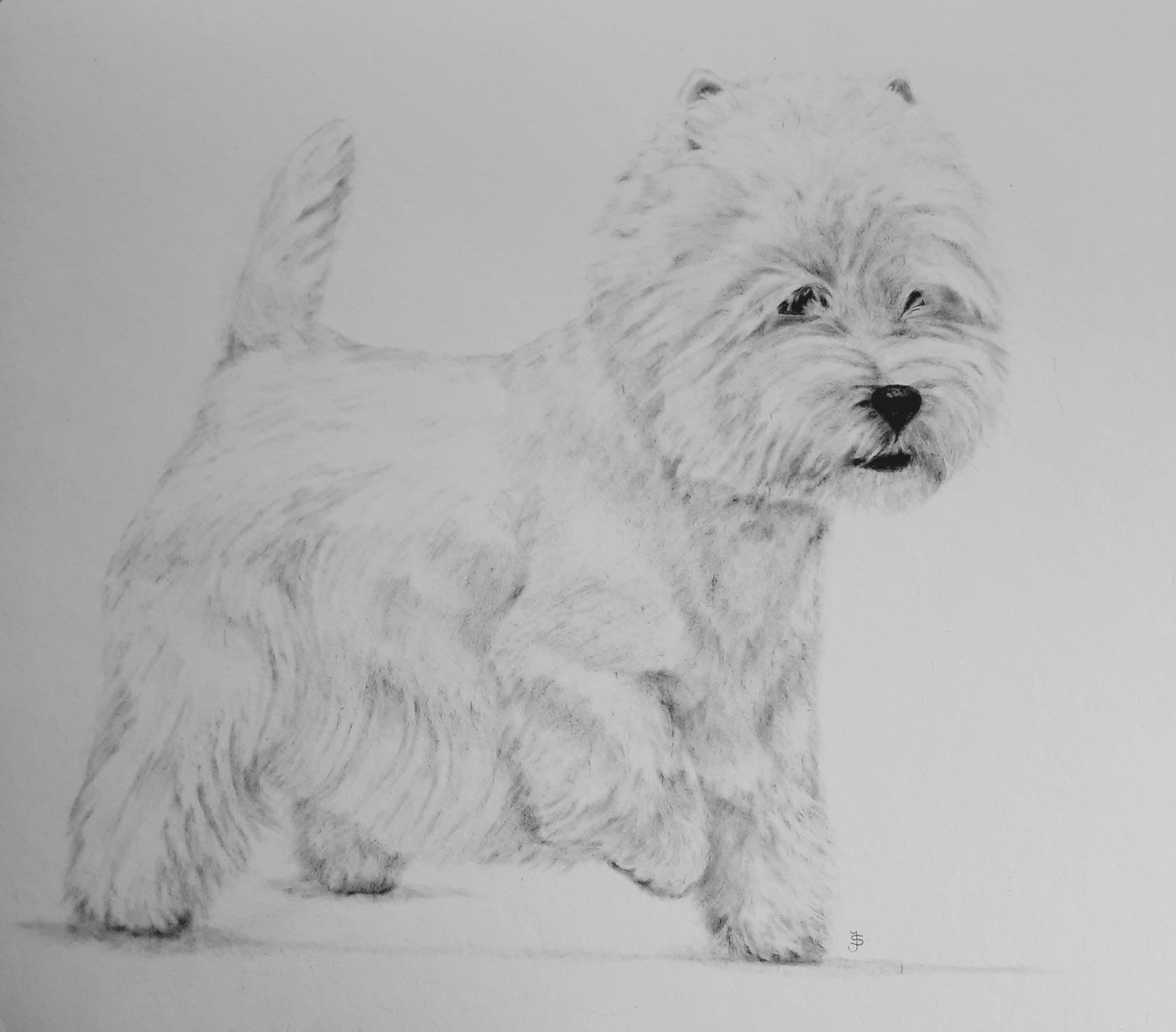 West Highland White Terrier Axel