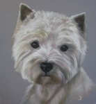 Pastelportretten van West Highland White Terriers in opdracht gemaakt.