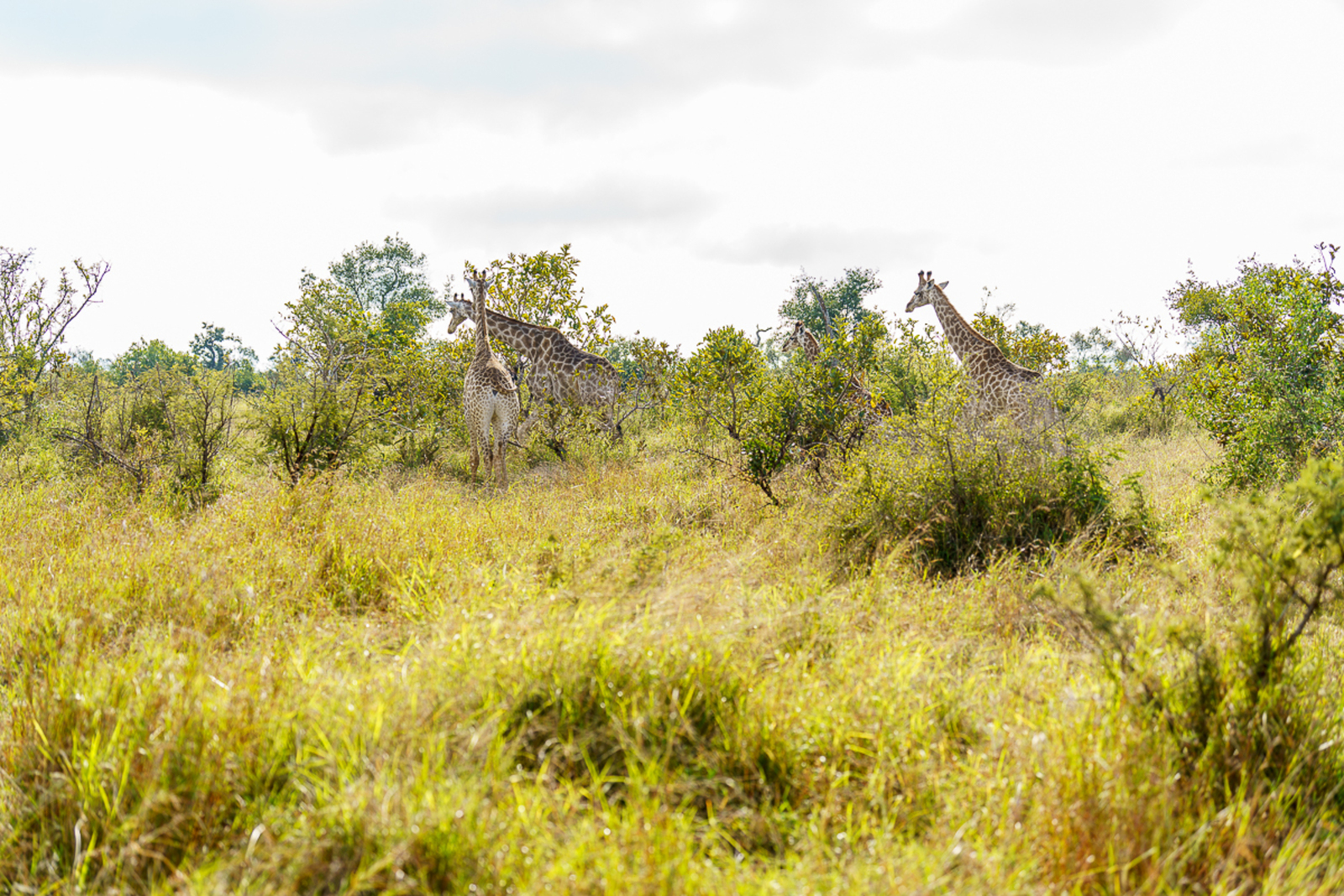 Giraffes