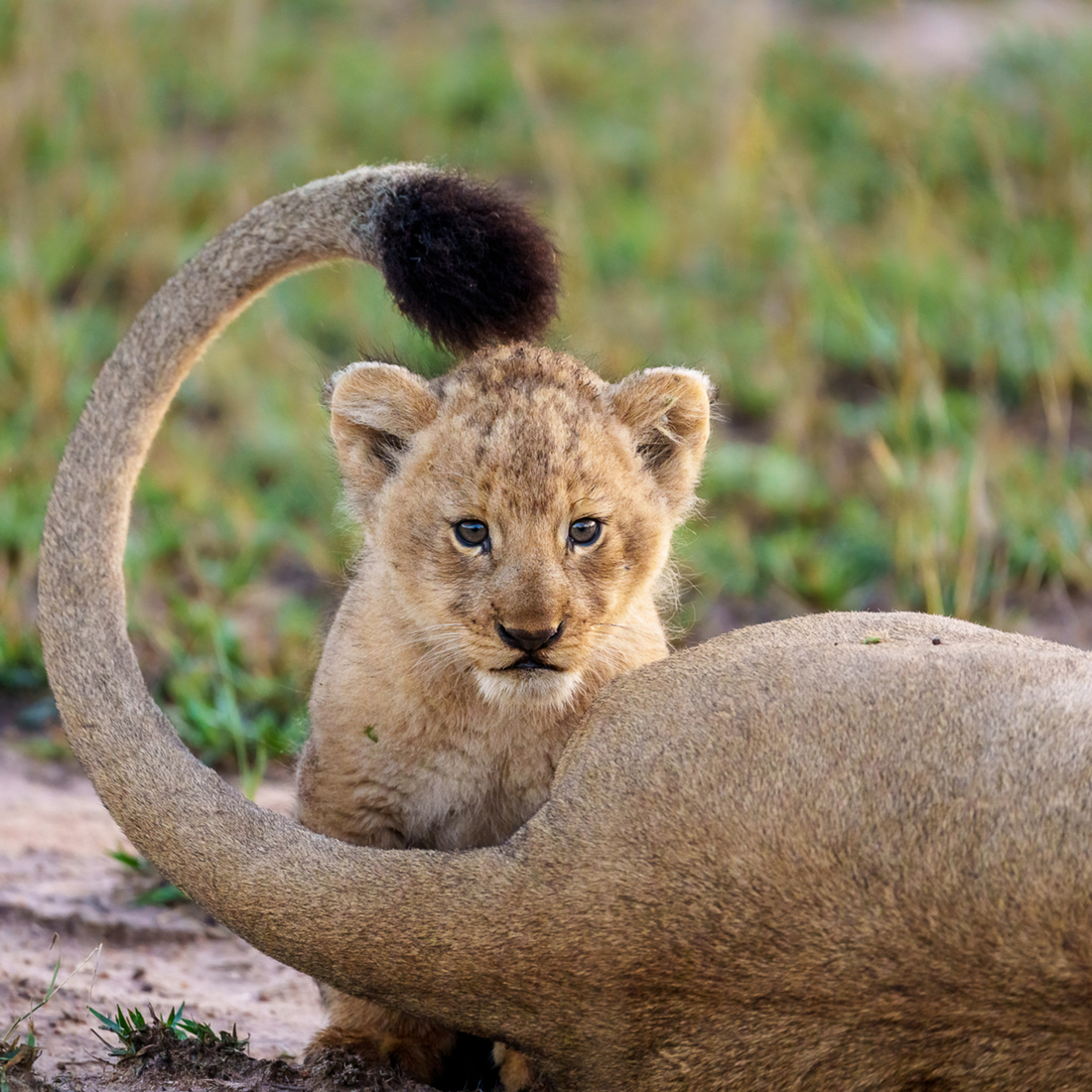 Lion cub