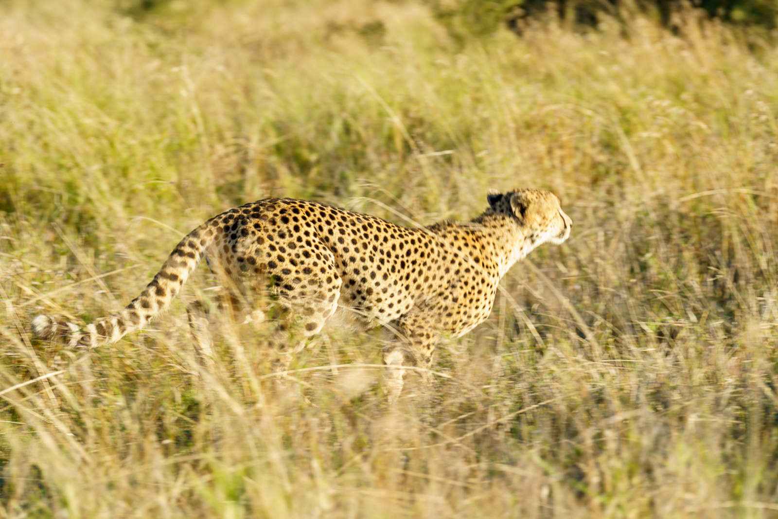 Cheetah