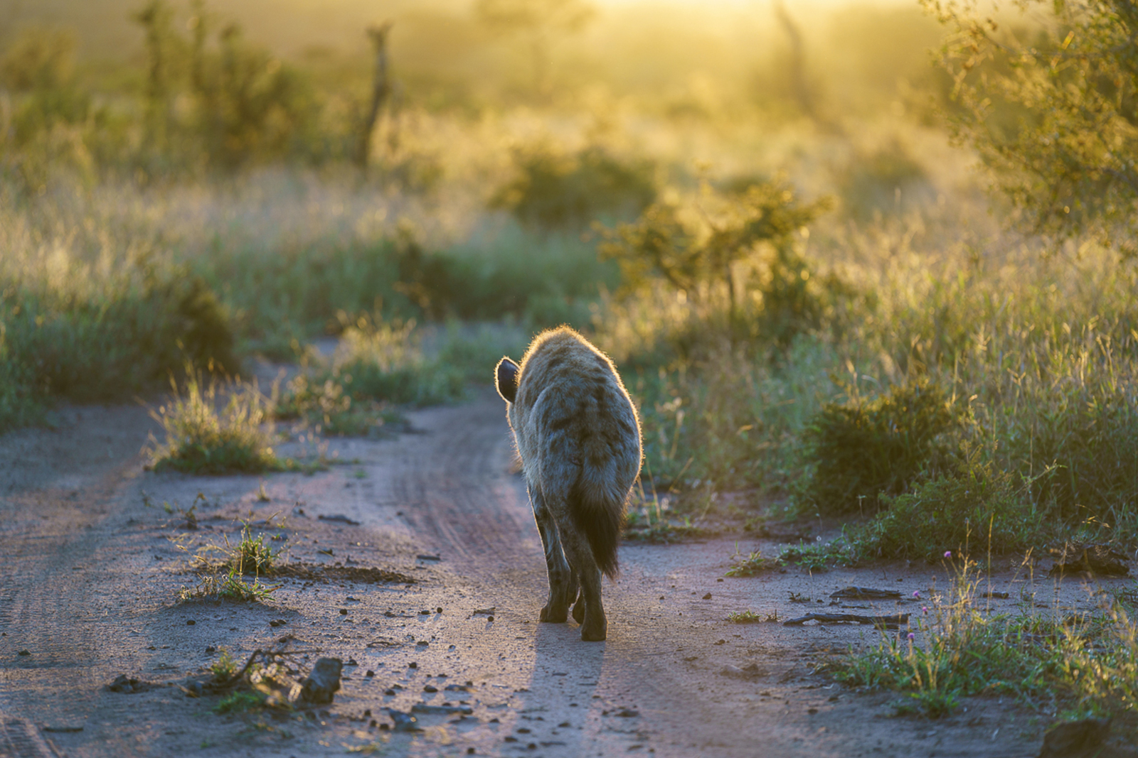 Hyena walking