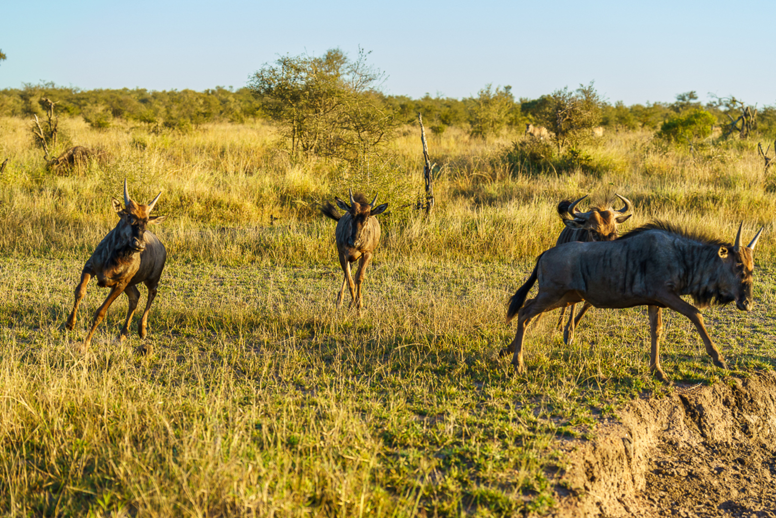Wildebeest