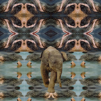 Olifanten
