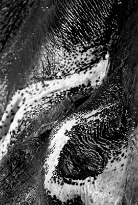 Olifant 1