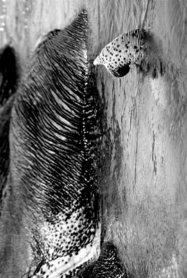Olifant 2