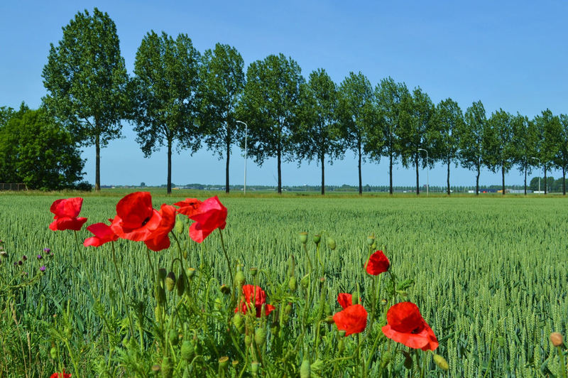 Nederland oh Nederland