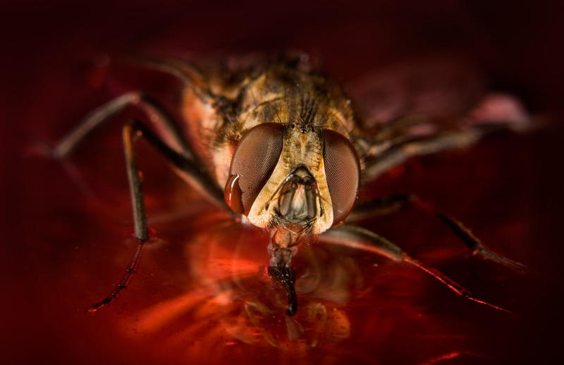 Red tears