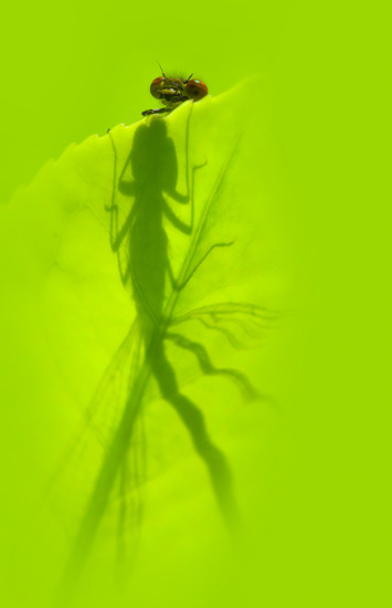 Shadow on green