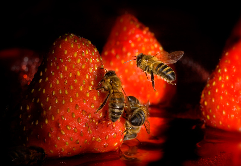 Strawberry fields forever