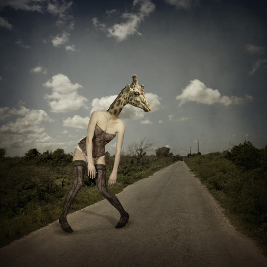 giraffe