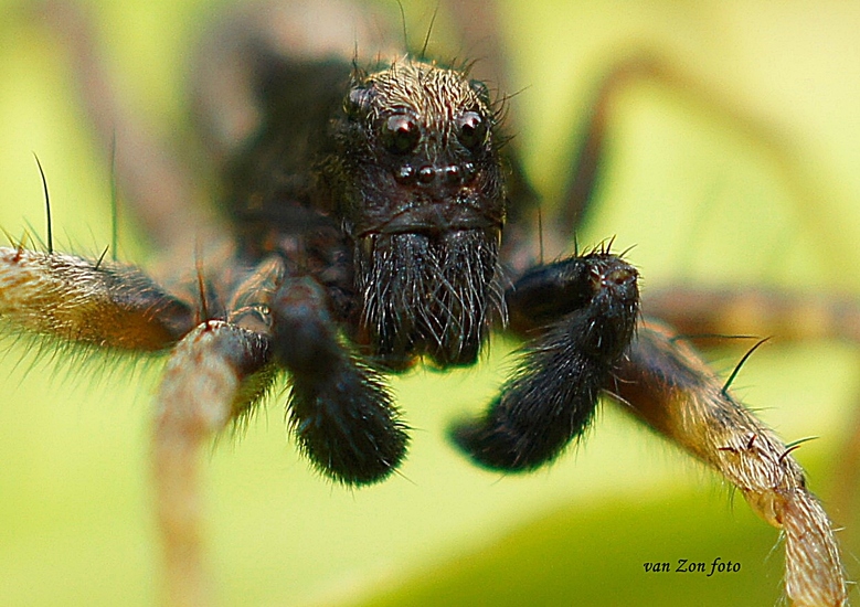 wat ben je lelijk van dichtbij