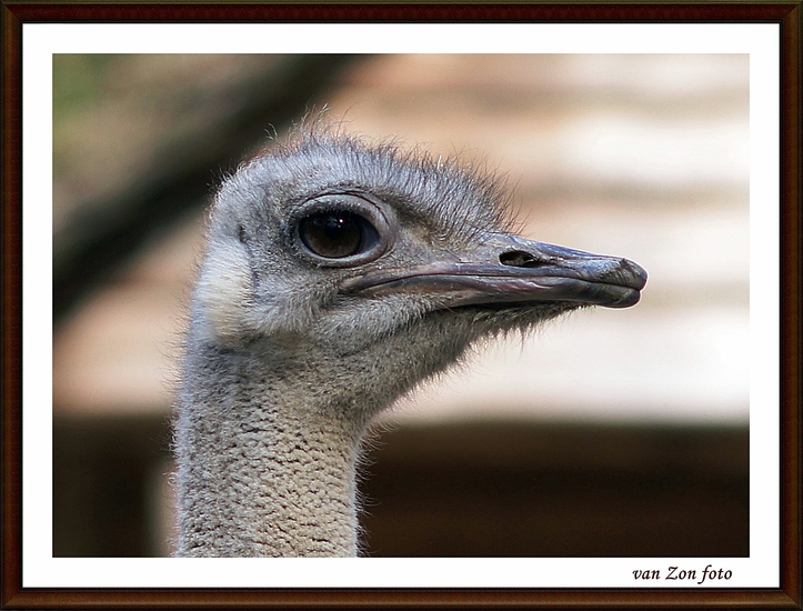 struisvogel