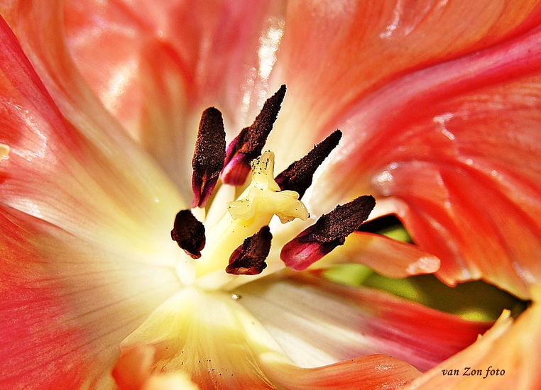 Stamper met meeldraden