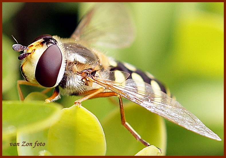 Zweefvlieg
