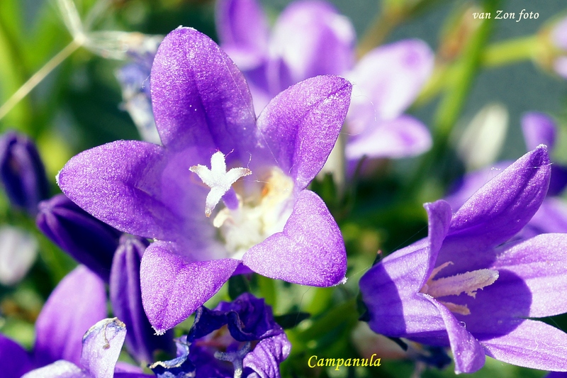 Campanula
