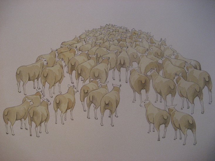 Kudde schapen zonder herder