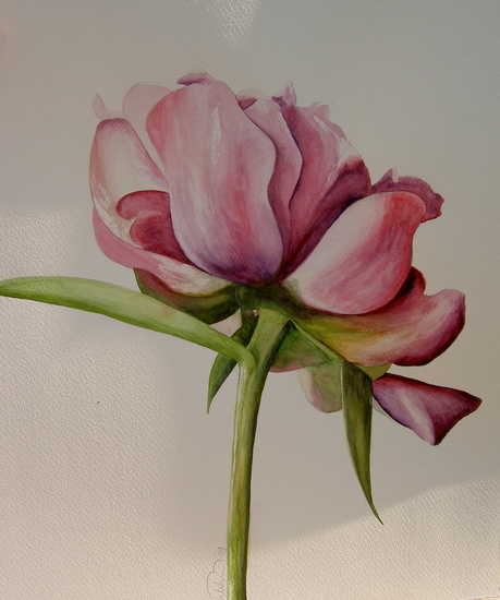 roze bloem